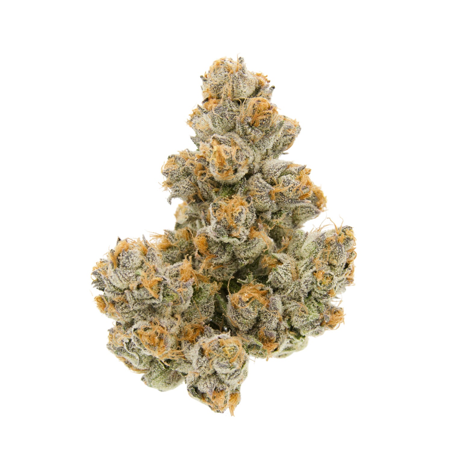 Tuscan Gelato | Indica
